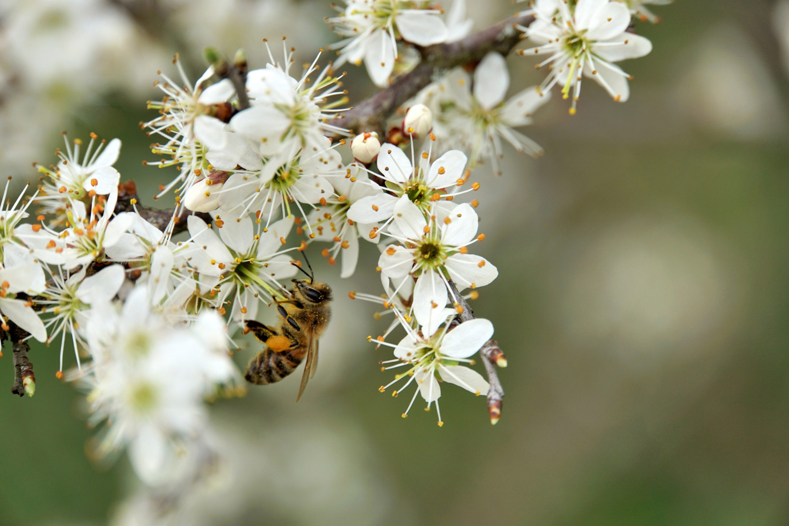 Abeille02
